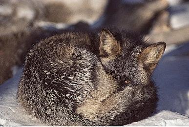 《Inzoi》将有四季变化和季节着装系统 更真实了！